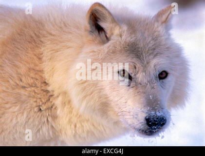 Arctic Wolf beobachten, Porträt, Nahaufnahme Stockfoto