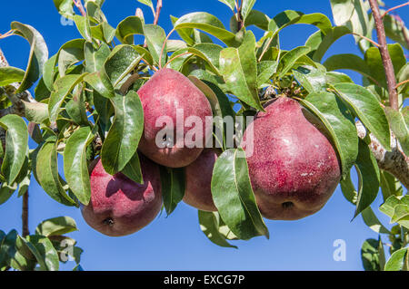 Gruppe von roten Birnen am Baum in einem Birnengarten Stockfoto