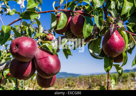 Gruppe von roten Birnen am Baum in einem Birnengarten Stockfoto