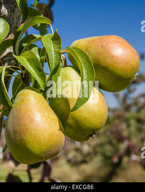 Gruppe von Bartlett Birnen am Baum in einem Birnengarten Stockfoto