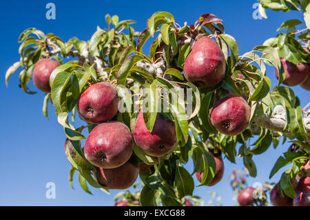 Gruppe von roten Birnen am Baum in einem Birnengarten Stockfoto
