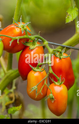 Paste oder Eiertomaten an einer Pflanze im Garten Stockfoto