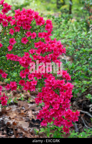 Rot Rhododendron - Weihnachtsstimmung Stockfoto