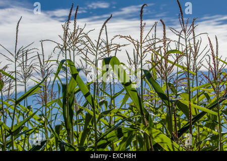 Grüne Maisstauden wächst mit Wolken und blauer Himmel Stockfoto