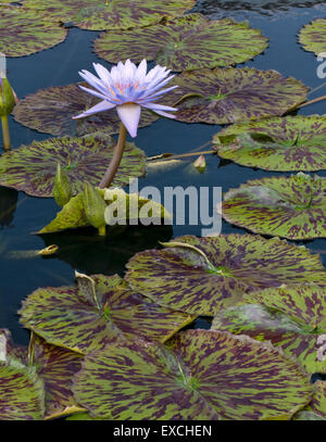 Tropischen Seerose - nymphaea Bagdad Stockfoto