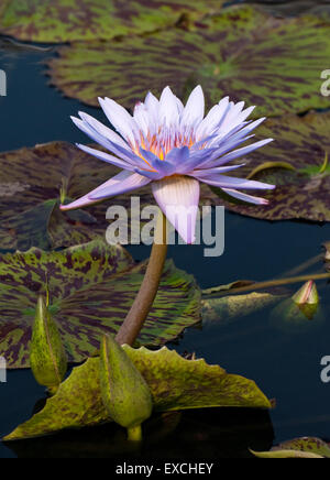 Tropischen Seerose - nymphaea Bagdad Stockfoto