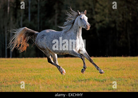 Grau, dappled arabische Stute im Galopp auf Wiese Stockfoto