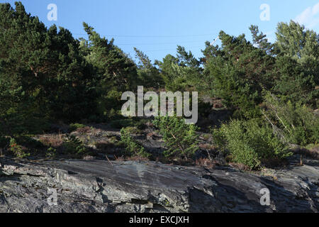 Blick auf Bäume, die am Berghang wachsen, Norwegen Stockfoto