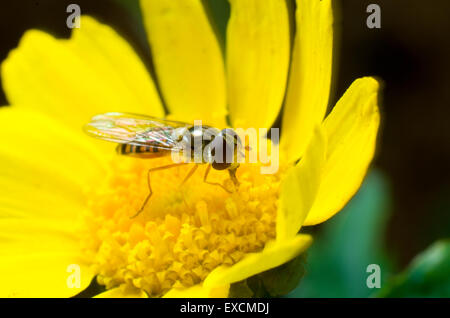 Schwebfliege auf einem leuchtend gelben Mais Ringelblumeblume Fütterung Stockfoto