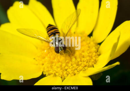 Schweben Sie fliegen auf einer hellen gelben Mais-Ringelblume-Blume Stockfoto