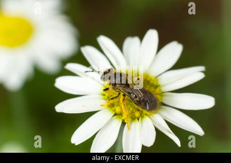 Kleinen Schweiß-Biene mit Pollen auf eine Mais-Kamille-Blüte bedeckt Stockfoto