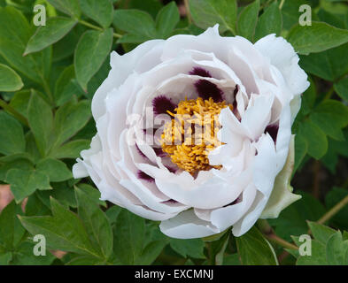 Baum Pfingstrose - Paeonia rockii Stockfoto