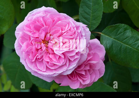 Strauch Rose - Rosa Gertrude Jekyll Stockfoto