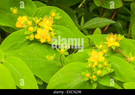 Sweet Amber oder Tutsan, Hypericum Androsaemum in Blüte mit jungen Beeren Stockfoto