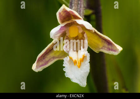 Eine Makroaufnahme von Marsh Helleborine, Epipactis palustris Stockfoto