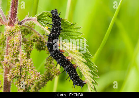 Ein Pfau Schmetterling Raupe, Aglais Io Fütterung auf die Brennessel, Urtica dioica Stockfoto