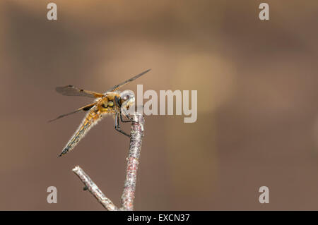 Eine Nahaufnahme Foto von Erwachsenen vier-spotted Chaser Libelle Libellula quadrimaculata Stockfoto
