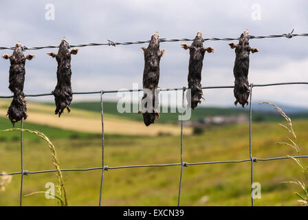 5 tot Europäische Maulwürfe, Talpa Europaea, von einem Bauern Zaun hängen Stockfoto