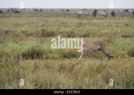 Gepard, vorbei an Beute, Tansania Stockfoto