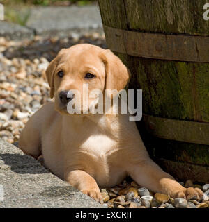 gelber Labrador Retriever Welpen Stockfoto