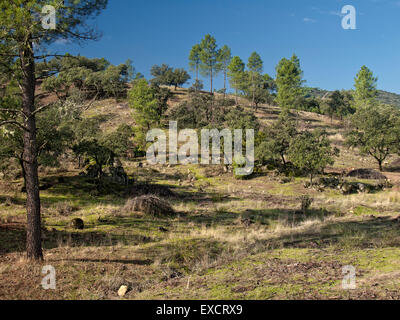 Pinien Pinus Pinea, Naturpark Sierra de Cardeña Montoro. Andalusien. Spanien. Stockfoto