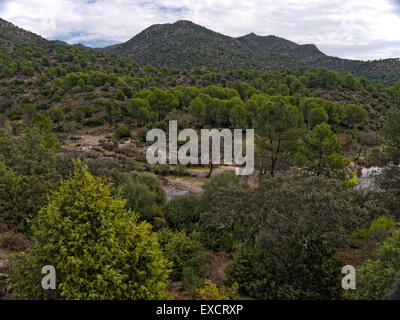 Stein, Pinien, Pinus Pinea, Sierra de Cardeña Montoro natürliche Naturpark Sierra de Cardeña Montoro. Andalusien. Spanien. Stockfoto