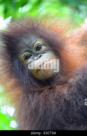Baby Orangutan Rasa Ria Resort und Spa Natur-reserve, Kota Kinabalu, Borneo, Malaysia Stockfoto