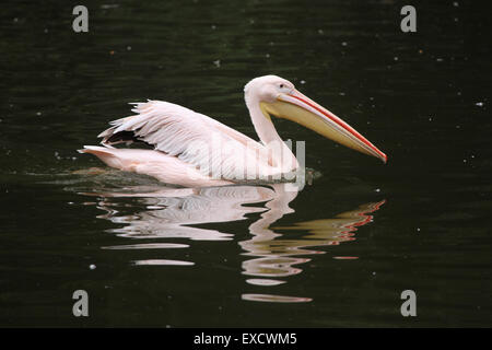 Rosapelikan (Pelecanus Onocrotalus), auch bekannt als der rosigen Pelikan im Zoo von Liberec in Nordböhmen, Tschechien. Stockfoto