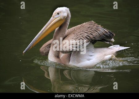 Grauen Pelikan (Pelecanus Philippensis), auch bekannt als der Ort-billed Pelikan im Zoo von Liberec in Nordböhmen, Tschechien. Stockfoto