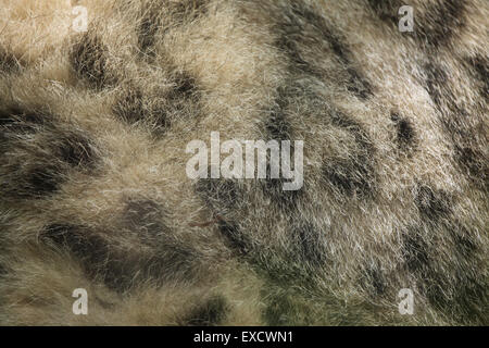 Schneeleopard (Panthera Uncia) Fell Textur. Tierwelt Tier. Stockfoto