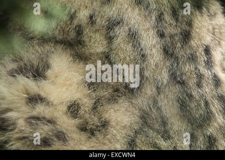 Schneeleopard (Panthera Uncia) Fell Textur. Tierwelt Tier. Stockfoto