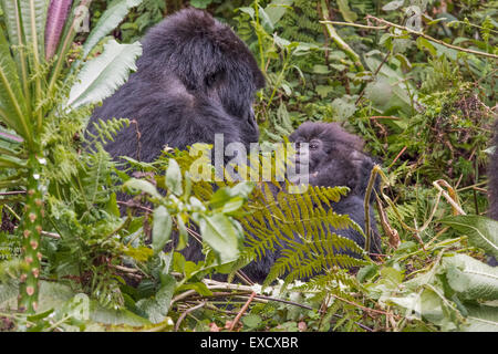 Mutter und Baby Gorilla, Ruanda Stockfoto