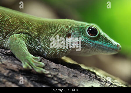 Kochs Riesen Taggecko (Phelsuma Madagascariensis Kochi), auch bekannt als der Madagaskar-Taggecko am Zoo Liberec, Tschechische Republik. Stockfoto