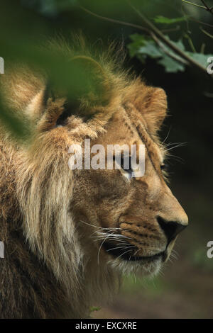 Barbary Löwe (Panthera Leo Leo), auch bekannt als die Atlas-Löwen im Zoo von Liberec in Nordböhmen, Tschechien. Stockfoto