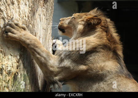 Barbary Löwe (Panthera Leo Leo), auch bekannt als die Atlas-Löwen im Zoo von Liberec in Nordböhmen, Tschechien. Stockfoto