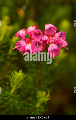 Berg-Heide, Mt Rainier-Nationalpark, Washington Stockfoto