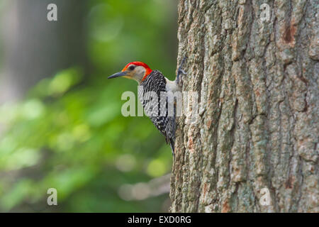 Red-bellied Woodpecker Stockfoto