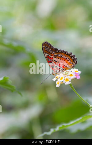 Schmetterling Stockfoto