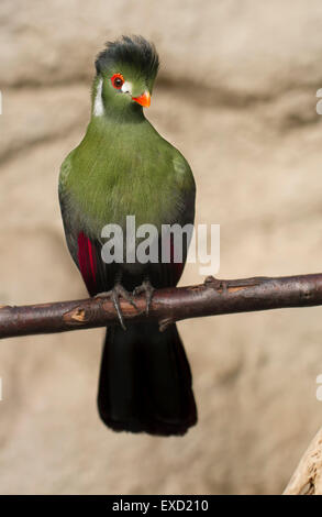 Ein Turaco (Menelikornis leucotis) Stockfoto