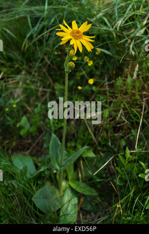 Arnica Montana, gelben wilden Berg Blume Stockfoto