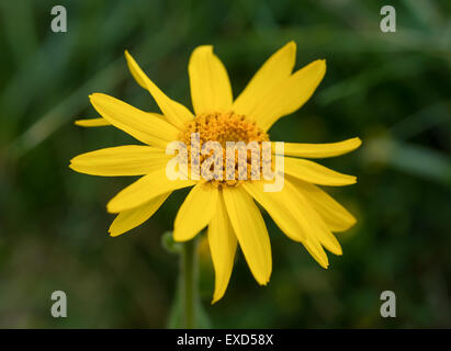 Arnica Montana, gelben wilden Berg Blume Stockfoto