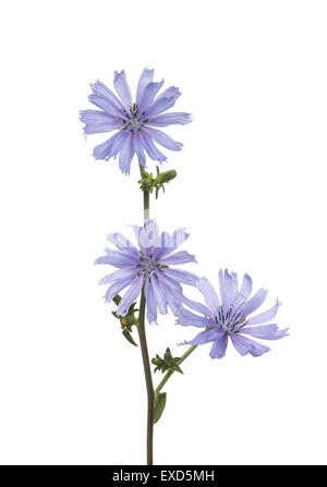 wilde Zichorie Blumen isoliert auf weißem Hintergrund Stockfoto