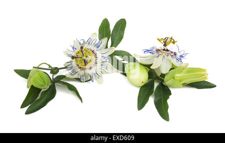 Leidenschaft Blumen (Passiflora) Zweig isoliert auf weißem Hintergrund. Stockfoto