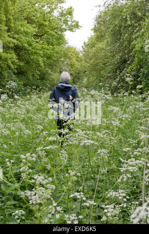 Wanderer zu Fuß entlang einer überwucherten öffentlichen Fußweg Stockfoto