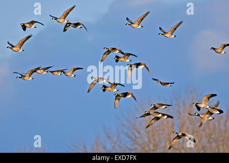 Herde von Kanadagänse im Flug Stockfoto