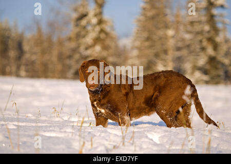 Chesapeake Bay Retriever auf Wiese im Tiefschnee Stockfoto