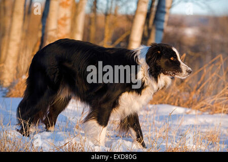 Border Collie stehend in Wiese auf Schneeprofil Stockfoto