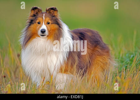 Shetland Sheepdog stehend auf Wiese, Herbst Stockfoto