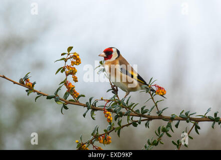 Europäische Goldfinch Zuchtjahr Zuchtjahr Männchen thront Stockfoto