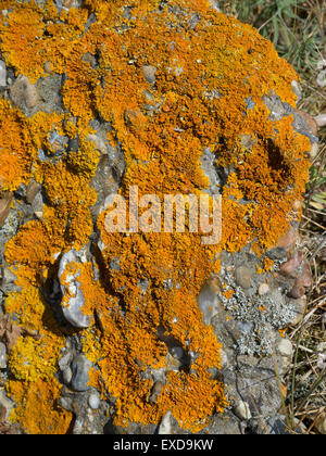 Orangefarbenen Flechten Caloplaca Marina, am Beton Stockfoto